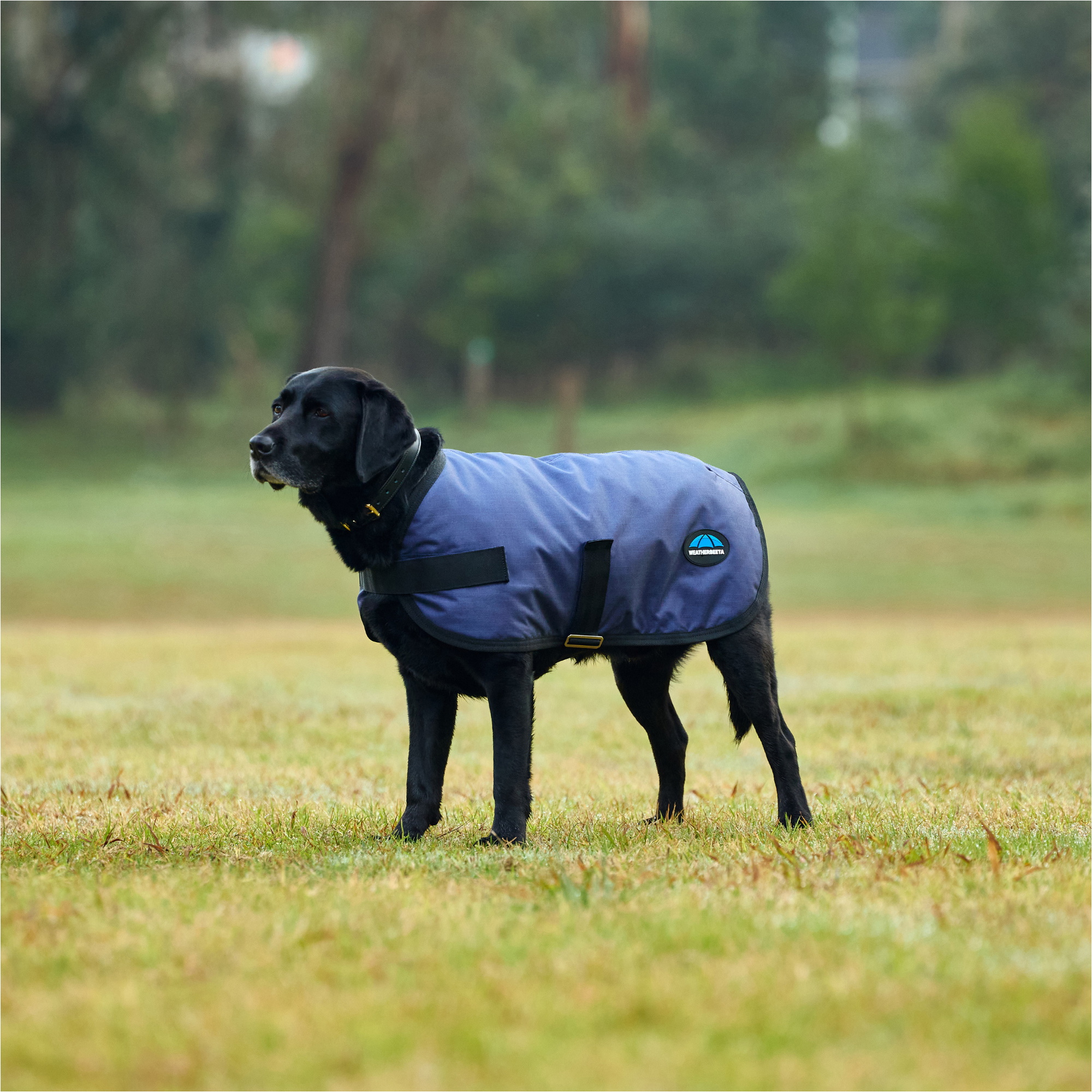 2025 Weatherbeeta Comfitec Classic Waterproof Dog Coat 1029048 - Navy